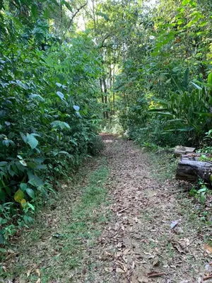 a dirt trail in the middle of a forest at Paraisoverde-Corcovado Over Night in Drake