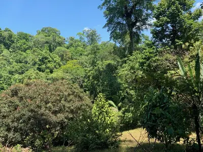 a forest filled with lots of trees and bushes at Paraisoverde-Corcovado Over Night in Drake