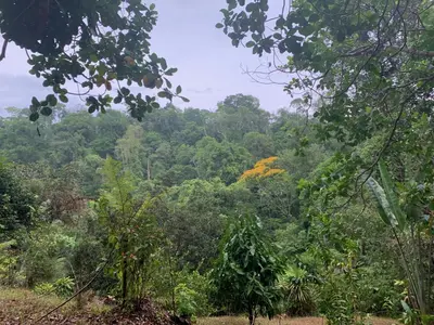 a view of the jungle from the trail at Paraisoverde-Corcovado Over Night in Drake