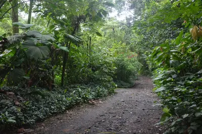 a dirt road in the middle of a forest at Arenal Oasis Eco Lodge & Wildlife Refuge in Fortuna