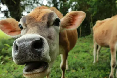 a close up of a brown cow with its tongue at Volcano Panoramic Views in Vara Blanca