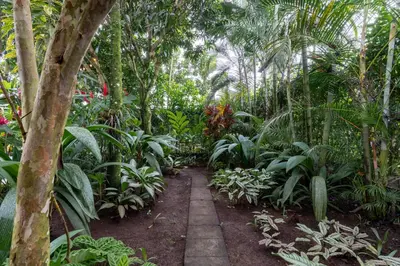 a walkway in a tropical garden with trees and plants at San Gabriel Apartments in Fortuna