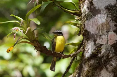 a yellow and black bird sitting on a tree branch at Monteverde Lodge by Böëna in Monteverde Costa Rica