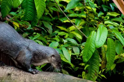 a porcupine standing on top of a tree branch at Tortuga Lodge in Tortuguero