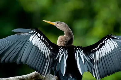a bird with its wings open on a branch at Tortuga Lodge in Tortuguero