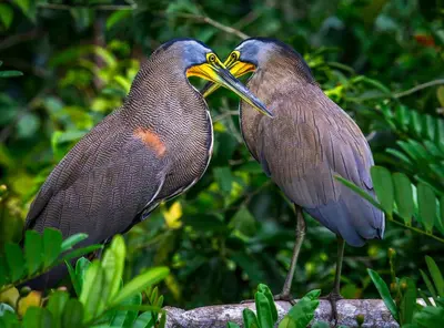 two birds standing next to each other on a branch at Tortuga Lodge in Tortuguero