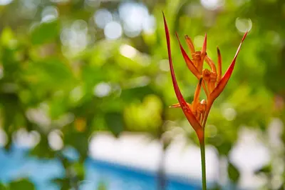 a close up of a red flower in front of trees at Living Hotel in Nosara