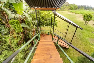 a stairway leading up to a house with bananas at Monteverde Ecolove in Monteverde Costa Rica