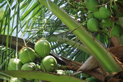 a bunch of green bananas on a palm tree at Villas Macondo in Tamarindo