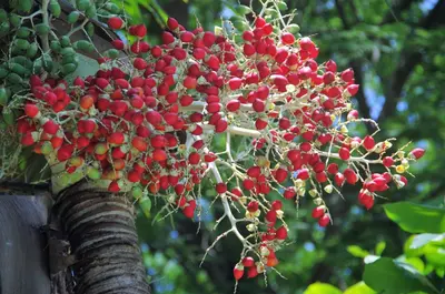 a bunch of red berries hanging from a tree at Villas Macondo in Tamarindo