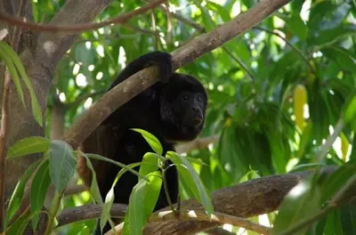 a black ape sitting on a tree branch at Villas Macondo in Tamarindo