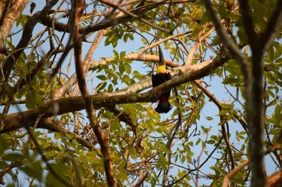 a bird perched on a tree branch at Hotel Tres Banderas in Manuel Antonio