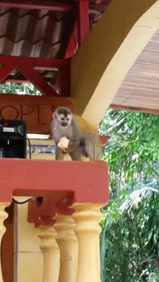 a monkey sitting on the ledge of a building at Hotel Tres Banderas in Manuel Antonio