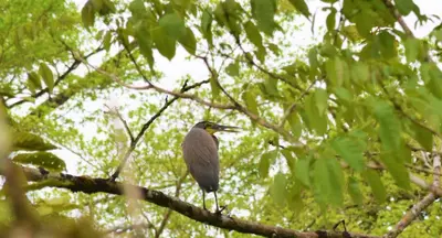 a bird perched on top of a tree branch at Hotel Rio Celeste Finca L´ Etoile Celeste in El Achiote