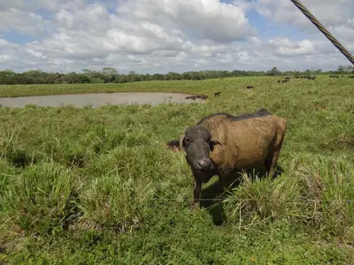 a brown cow standing in a field of grass at Hotel Rio Celeste Finca L´ Etoile Celeste in El Achiote