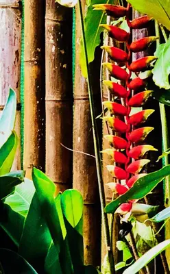a plant with red leaves next to a fence at Cabinas D’Val in Uvita