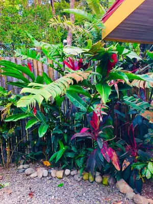 a garden with a bunch of plants and a fence at Cabinas D’Val in Uvita