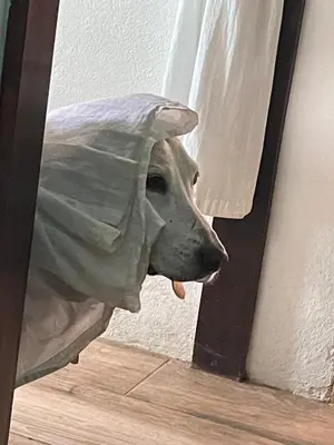 a dog sticking its head out of a window at Cabinas D’Val in Uvita