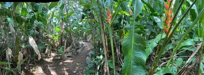 a dirt path through a field of banana plants at Casa el Colibrí in Parrita