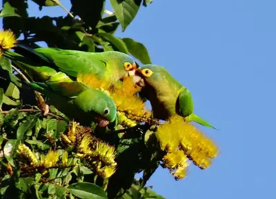 two green parrots sitting on a tree branch at Green Moon Lodge in Montezuma