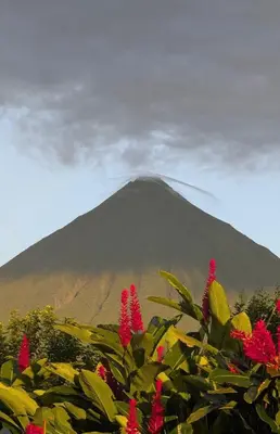 a mountain with pink flowers in front of it at Cabaña Rural el Mirador in Fortuna