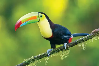 a colorful toucan sitting on a tree branch at Hotel Arenal Country Inn in Fortuna