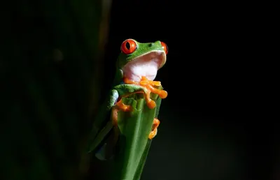 a red eyed frog sitting on a green plant at Maquenque Lodge in Boca Tapada