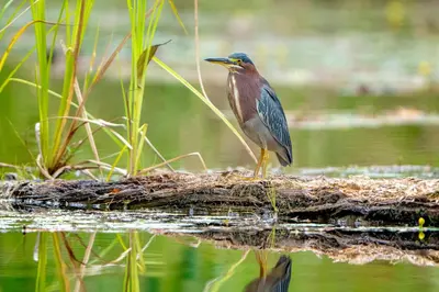 a bird standing on a log in the water at Maquenque Lodge in Boca Tapada