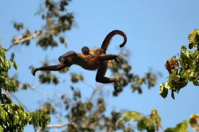a monkey hanging from a tree branch at FINCA La PAZ - Sarapiqui in Puerto Viejo
