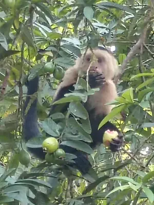 a monkey sitting in a tree eating fruit at FINCA La PAZ - Sarapiqui in Puerto Viejo