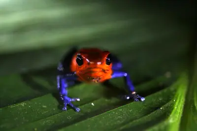 an orange and blue frog sitting on a green leaf at FINCA La PAZ - Sarapiqui in Puerto Viejo