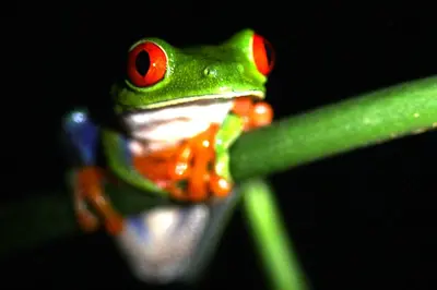 a frog with red eyes sitting on a green stick at FINCA La PAZ - Sarapiqui in Puerto Viejo
