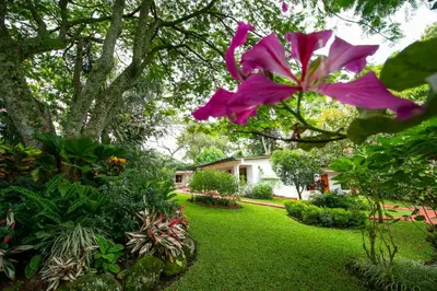 a pink flower hanging from a tree in a yard at Hotel La Rosa de America in Alajuela City