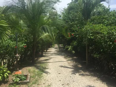 a dirt path through a bunch of palm trees at Villas Luna de Miel in Carmen