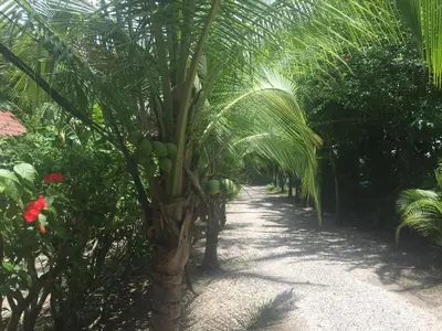 a palm tree with lots of green fruit on it at Villas Luna de Miel in Carmen
