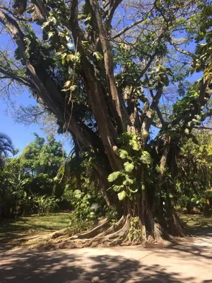 a large tree with lots of branches and leaves at Trapp Family Country Inn in San Antonio