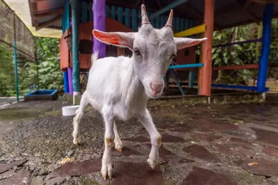 a goat standing in front of a building at Xandari Resort & Spa in Alajuela City