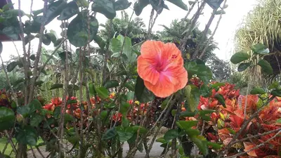 a red flower in a garden with plants at Hotel Villas Vilma in Fortuna