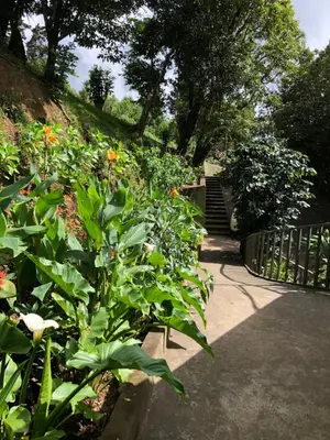a garden with lots of green plants and flowers at Apartamento Don Jarvey II in Monteverde Costa Rica