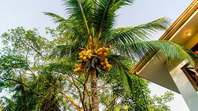 a palm tree with a bunch of bananas on it at Casa tropical - Fabulous tropical house in Tamarindo