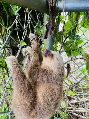 a animal hanging on a fence with its paws up at Cabaña El Monasterio in Fortuna