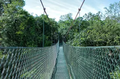 a suspension bridge in the middle of a forest at Cañon de la Vieja Lodge in Liberia