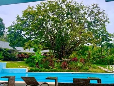 a pool with chairs and a large tree at Aves Resort Montezuma in Montezuma