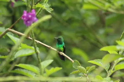 a green bird sitting on a branch with a purple flower at Cabañas Colibrí Tayutic in Turrialba