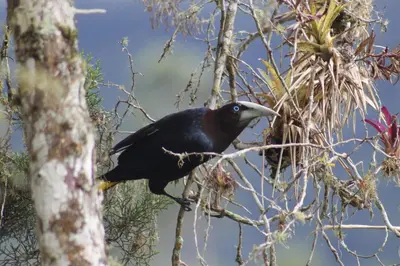 a black bird sitting on a tree branch at Cabañas Colibrí Tayutic in Turrialba