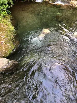 a stream of water with some rocks in it at Cabañas Colibrí Tayutic in Turrialba
