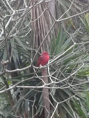 a red bird sitting on a tree branch at CASA GERANIOS # 2 in Monteverde Costa Rica