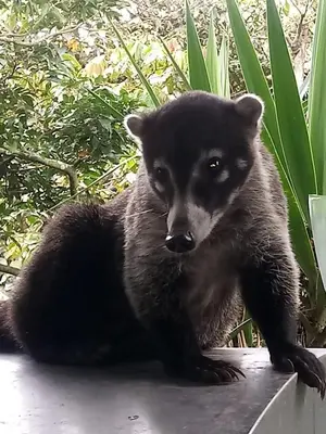 a small black bear cub sitting on a ledge at CASA GERANIOS # 2 in Monteverde Costa Rica