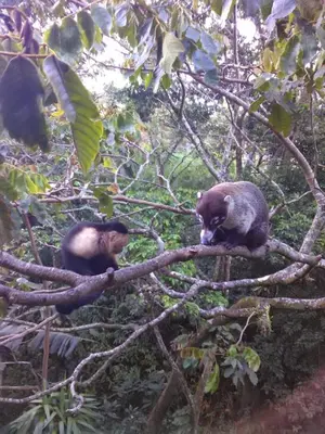 two bears are sitting on a tree branch at CASA GERANIOS # 2 in Monteverde Costa Rica