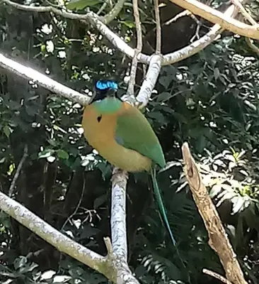 a bird is sitting on a tree branch at CASA GERANIOS # 2 in Monteverde Costa Rica